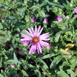 Hvězdnice keříčkovitá 'Rozika' - Aster dumosus 'Rozika'