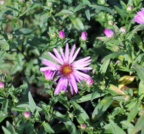 Hvězdnice keříčkovitá 'Rozika' - Aster dumosus 'Rozika'