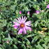 Aster dumosus 'Rozika'.JPG