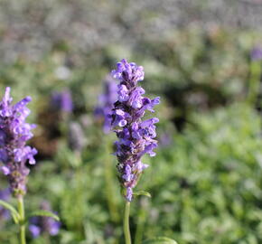 Šanta žilnatá - Nepeta nervosa