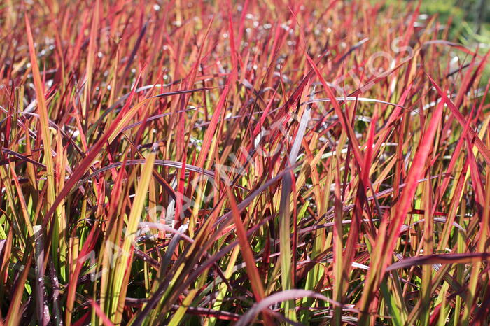 Imperata válcovitá 'Red Baron' - Imperata cylindrica 'Red Baron'