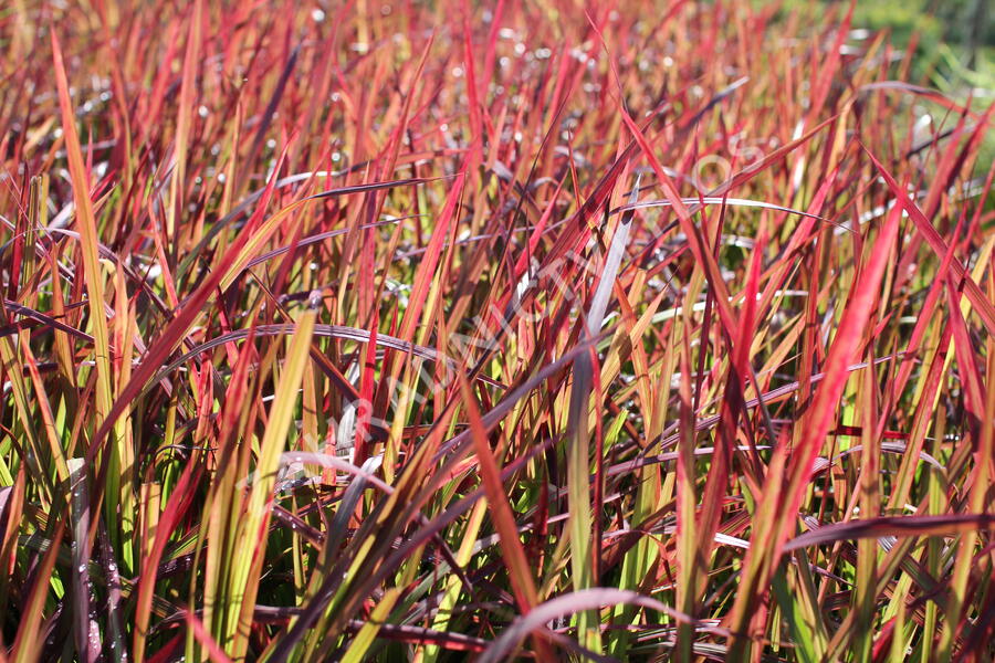 Imperata válcovitá 'Red Baron' - Imperata cylindrica 'Red Baron'