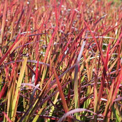 Imperata válcovitá 'Red Baron' - Imperata cylindrica 'Red Baron'