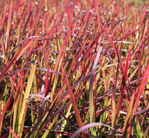 Imperata válcovitá 'Red Baron' - Imperata cylindrica 'Red Baron'