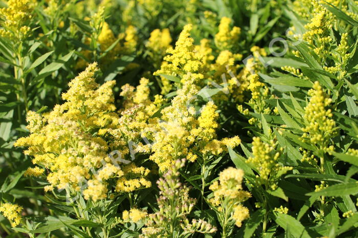 Zlatobýl kanadský 'Little Lemon' - Solidago canadensis 'Little Lemon'