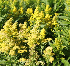 Zlatobýl kanadský 'Little Lemon' - Solidago canadensis 'Little Lemon'