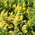 Solidago canadensis 'Little Lemon'.JPG