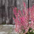 Vřes obecný 'Athene' (Garden girls®) - Calluna vulgaris 'Athene' (Garden girls®)