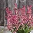 Vřes obecný 'Athene' (Garden girls®) - Calluna vulgaris 'Athene' (Garden girls®)