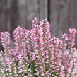 Vřes obecný 'Maggy' (Garden girls®) - Calluna vulgaris 'Maggy' (Garden girls®)