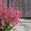 Vřes obecný 'Franca' (Garden girls®) - Calluna vulgaris 'Franca' (Garden girls®)