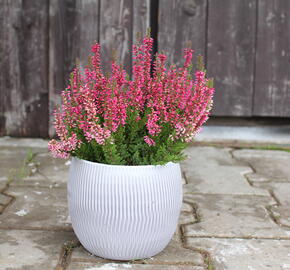 Vřes obecný 'Franca' (Garden girls®) - Calluna vulgaris 'Franca' (Garden girls®)