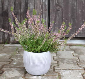 Vřes obecný 'Pink Angie' (Garden girls®) - Calluna vulgaris 'Pink Angie' (Garden girls®)