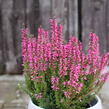 Vřes obecný 'Lioba' (Garden girls®) - Calluna vulgaris 'Lioba' (Garden girls®)