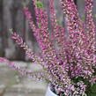 Vřes obecný 'Liletta' (Garden girls®) - Calluna vulgaris 'Liletta' (Garden girls®)