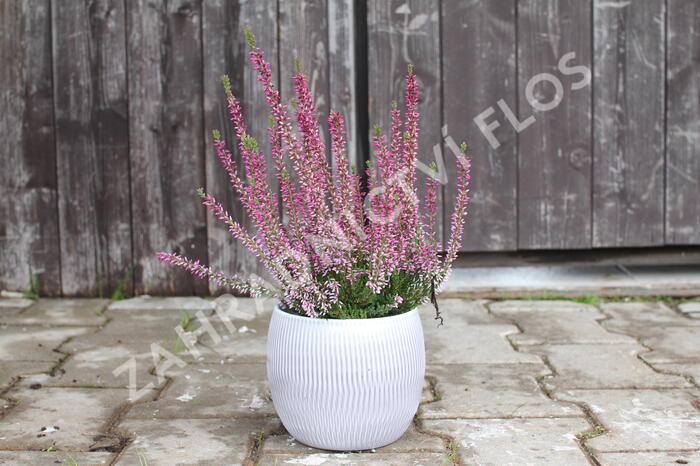 Vřes obecný 'Liletta' (Garden girls®) - Calluna vulgaris 'Liletta' (Garden girls®)