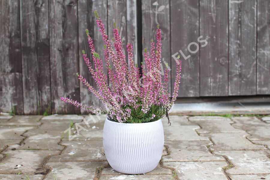 Vřes obecný 'Liletta' (Garden girls®) - Calluna vulgaris 'Liletta' (Garden girls®)