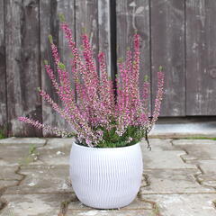 Vřes obecný 'Liletta' (Garden girls®) - Calluna vulgaris 'Liletta' (Garden girls®)