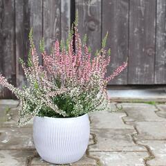 Vřes obecný 'Salome' (Garden girls®) - Calluna vulgaris 'Salome' (Garden girls®)