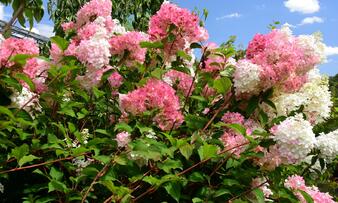 Hydrangea paniculata 'Vanille Fraise'.JPG