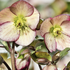 Helleborus hybridus 'Ice N´ Roses Dark Picotee'.png