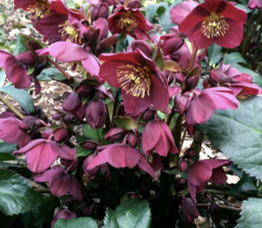 Čemeřice 'Ice N' Roses Red' - Helleborus hybridus 'Ice N' Roses Red'