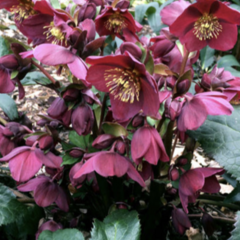 Čemeřice 'Ice N' Roses Red' - Helleborus hybridus 'Ice N' Roses Red'