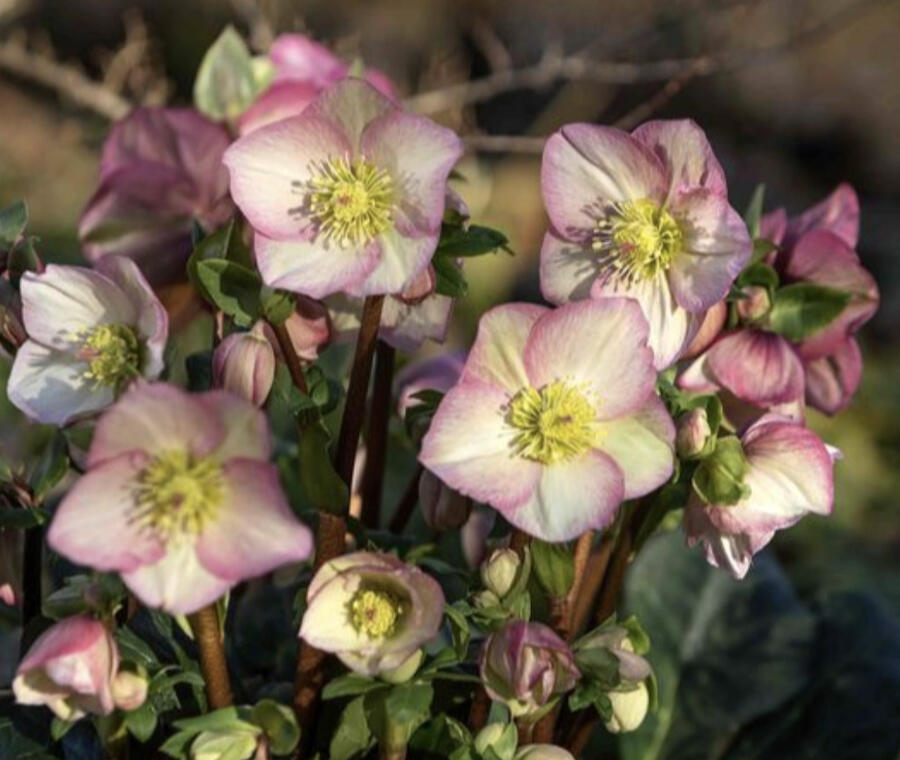 Čemeřice 'Ice N' Roses Rosetta' - Helleborus hybridus 'Ice N' Roses Rosetta'