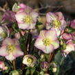 Čemeřice 'Ice N' Roses Rosetta' - Helleborus hybridus 'Ice N' Roses Rosetta'