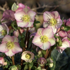 Čemeřice 'Ice N' Roses Rosetta' - Helleborus hybridus 'Ice N' Roses Rosetta'