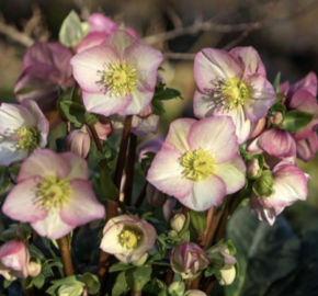 Čemeřice 'Ice N' Roses Rosetta' - Helleborus hybridus 'Ice N' Roses Rosetta'