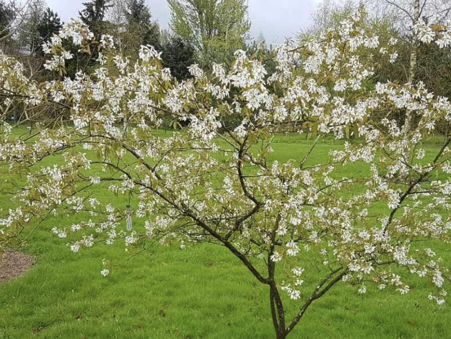 Muchovník velkokvětý 'Princess Diana' - Amelanchier grandiflora 'Princess Diana'