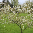 Muchovník velkokvětý 'Princess Diana' - Amelanchier grandiflora 'Princess Diana'