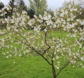 Muchovník velkokvětý 'Princess Diana' - Amelanchier grandiflora 'Princess Diana'