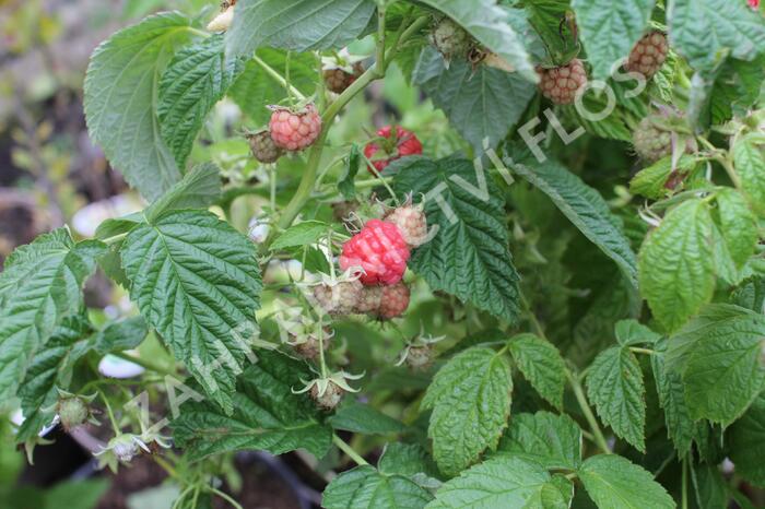 Maliník 'Little Sweet Sister' - Rubus idaeus 'Little Sweet Sister'