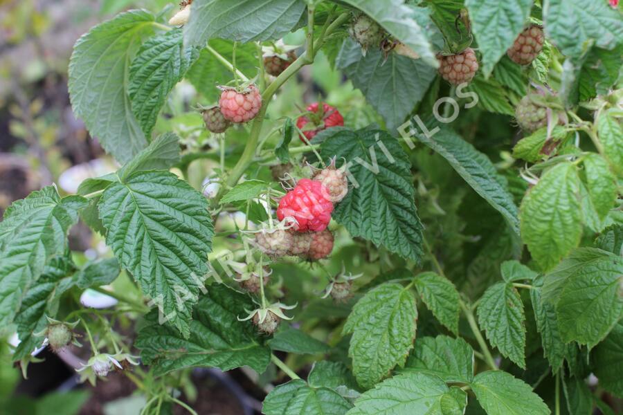 Maliník 'Little Sweet Sister' - Rubus idaeus 'Little Sweet Sister'