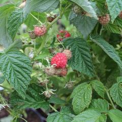 Maliník 'Little Sweet Sister' - Rubus idaeus 'Little Sweet Sister'