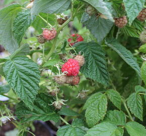 Maliník 'Little Sweet Sister' - Rubus idaeus 'Little Sweet Sister'