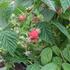 Rubus idaeus 'Little Sweet Sister'_01.JPG