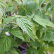 Maliník 'Little Sweet Sister' - Rubus idaeus 'Little Sweet Sister'