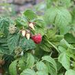 Maliník 'Little Sweet Sister' - Rubus idaeus 'Little Sweet Sister'