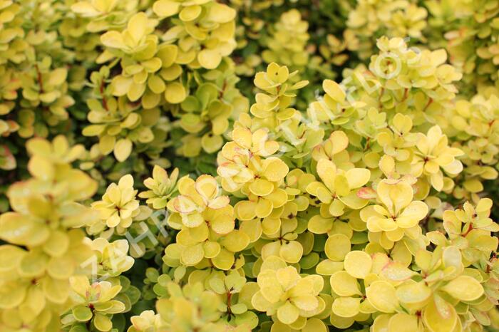 Dřišťál Thunbergův 'Golden Torch' - Berberis thunbergii 'Golden Torch'