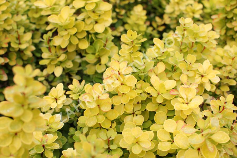 Dřišťál Thunbergův 'Golden Torch' - Berberis thunbergii 'Golden Torch'