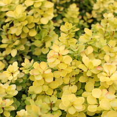 Dřišťál Thunbergův 'Golden Torch' - Berberis thunbergii 'Golden Torch'