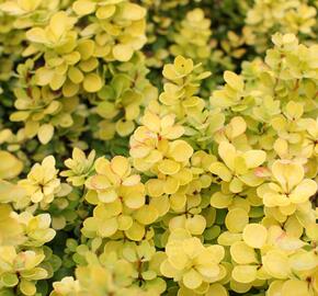 Dřišťál Thunbergův 'Golden Torch' - Berberis thunbergii 'Golden Torch'