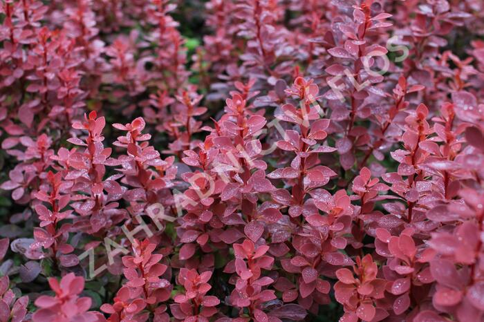 Dřišťál Thunbergův 'Red Compact' - Berberis thunbergii 'Red Compact'