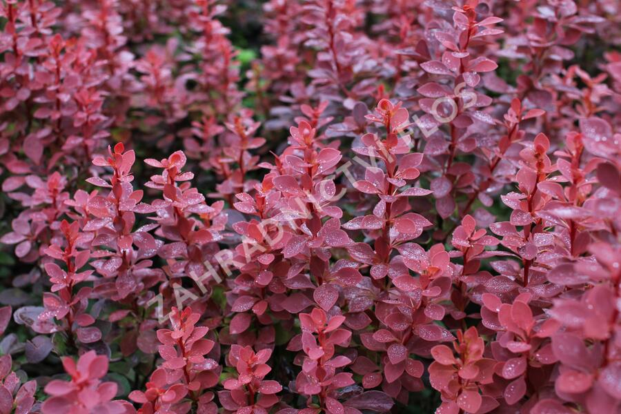 Dřišťál Thunbergův 'Red Compact' - Berberis thunbergii 'Red Compact'