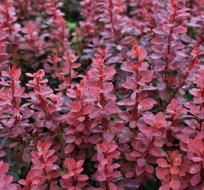 Dřišťál Thunbergův 'Red Compact' - Berberis thunbergii 'Red Compact'