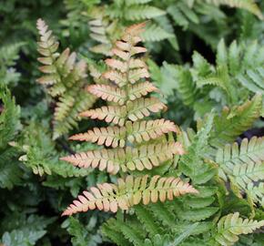 Kapraď červenavá - Dryopteris erythrosora