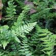 Kapradina makinoi - Polystichum makinoi